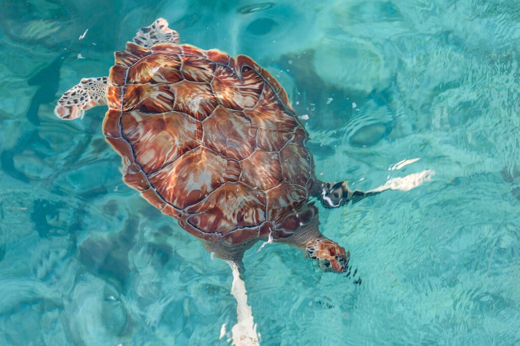 Swimming Turtles In Water. Miami Beach In Barbados