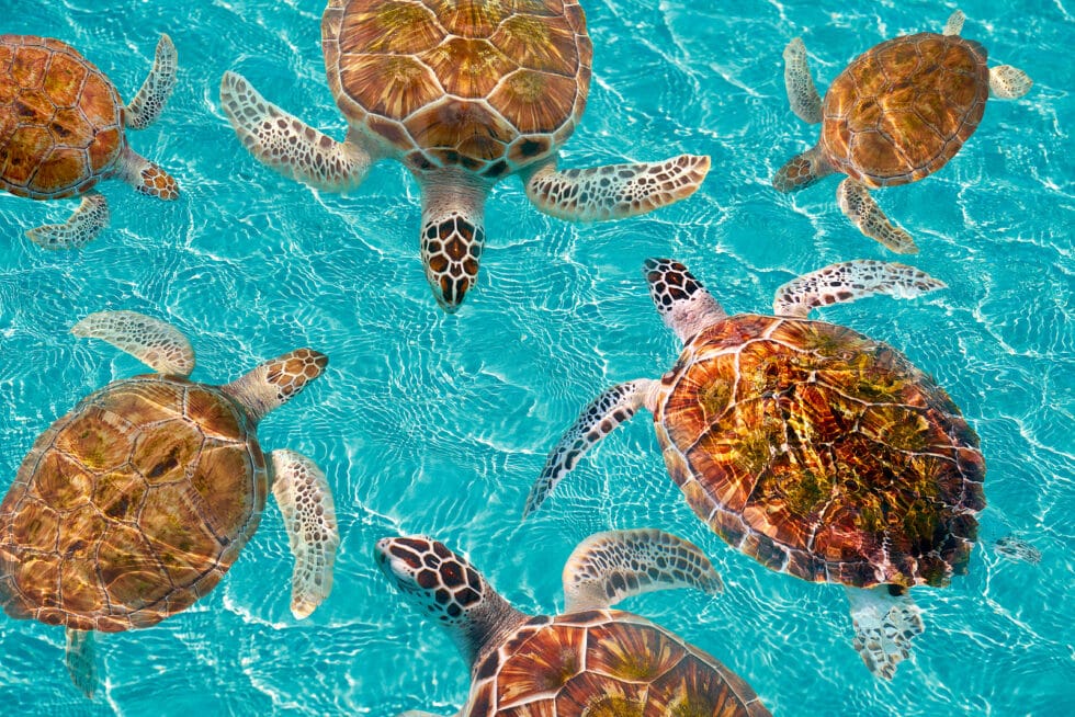 Riviera Maya turtles photomount on Caribbean turquoise waters of