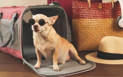 Resort Concierge Escapes Shares Pet-Friendly Destinations