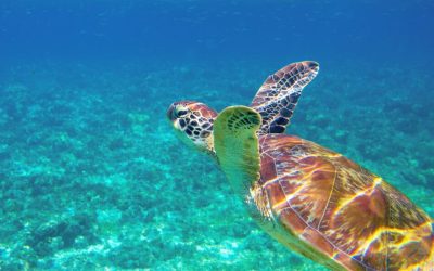 Resort Concierge Escapes Shares Packing Tips for International Travel