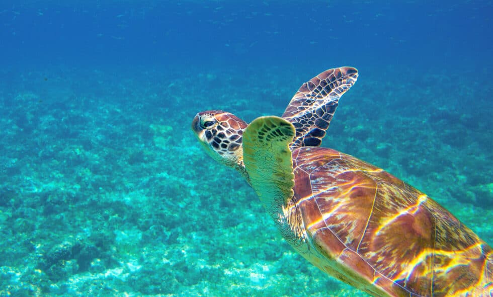 Resort Concierge Escapes features an ocean destination image supporting practical international travel preparation.
